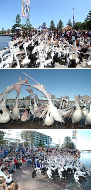 Central Coast Pelican Feeding Central Coast Pelican Feeding